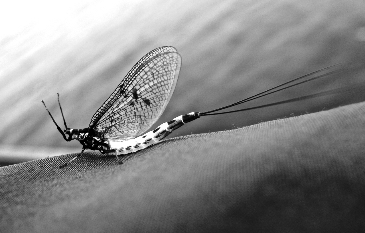 Mayfly